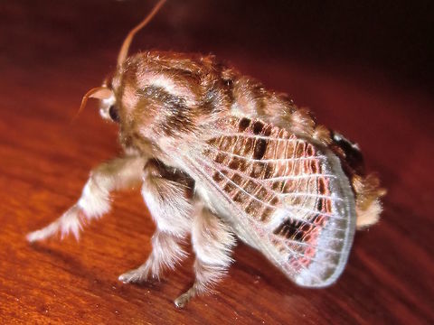Mottled Cup Moth ♂ (Doratifera vulnerans) This male moth was grown out and released after pupation. The larva was found here... 
http://www.jungledragon.com/image/36663/mottled_cup_moth_doratifera_vulnerans.html 
I particularly like the net pattern on the wings and the moth was surprisingly silky. 
Pupation took seven months.
About 22mm long. Australia,Doratifera,Doratifera quadriguttata,Doratifera vulnerans,Geotagged,Mottled Cup Moth,Spring,moth week 2018
