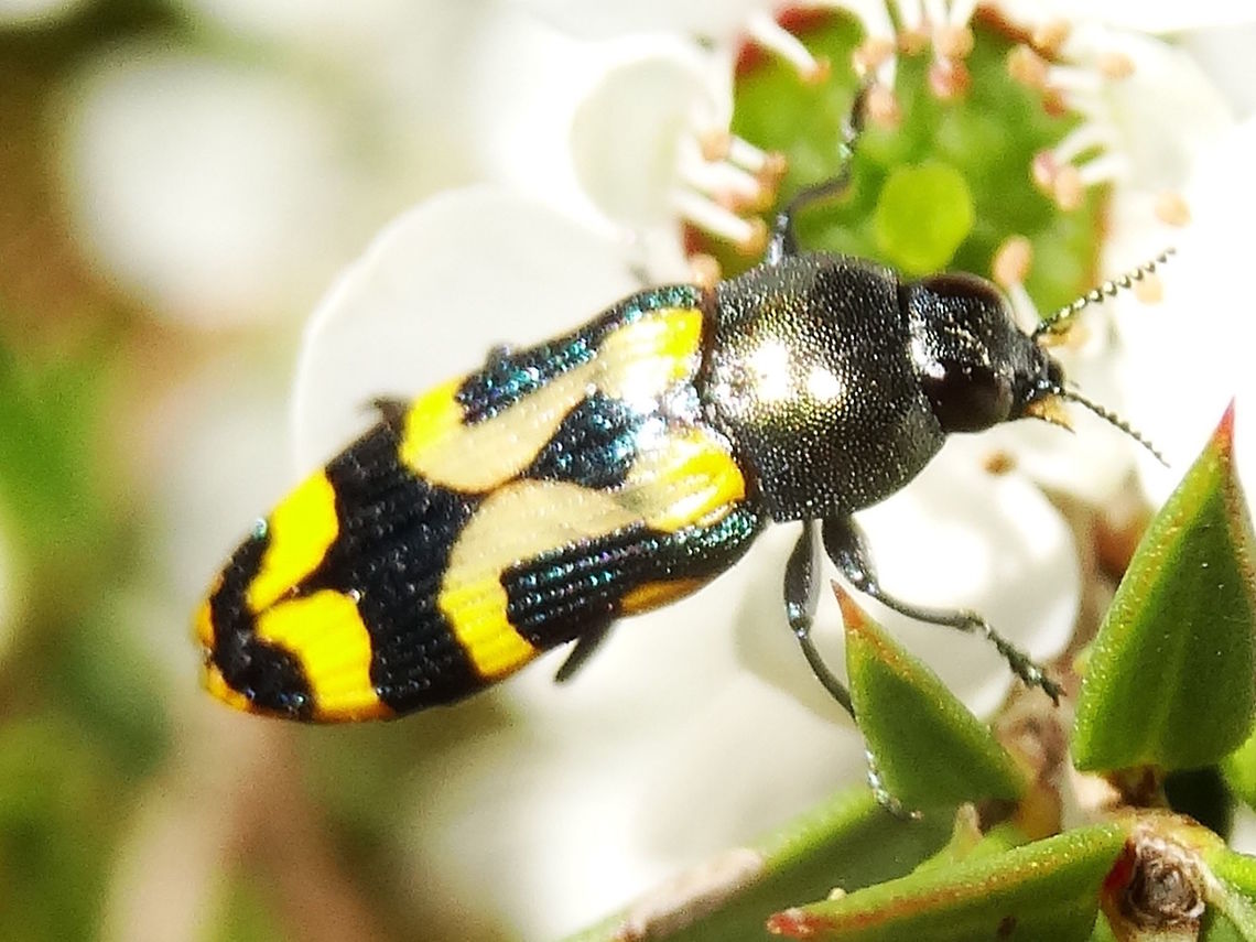 Jewel beetle (Castiarina flavopicta) This jewel beetle was a little more elusive than most. <br />
As it was about half the size of most of the others it could bury itself into the flowers more easily. <br />
Estimated 11mm long and the yellow loops were in two shades. <br />
Found on Leptospermum scoparium in a local nature reserve.<br />
http://bie.ala.org.au/species/Castiarina+flavopicta# Australia,Buprestidae,Castiarina,Castiarina flavopicta,Geotagged,Jewel beetle,Spring