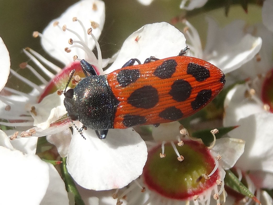 Jewel beetle (Castiarina octomaculata) The size and colours of this Jewel beetle resemble an elongated ladybird. Another one found on the day seemed to have a gold tint to the thorax and head.. <br />
About 18mm long.<br />
Found on Leptospermum continentale. in a local national park. Australia,Buprestidae,Castiarina,Castiarina octomaculata,Geotagged,Spring