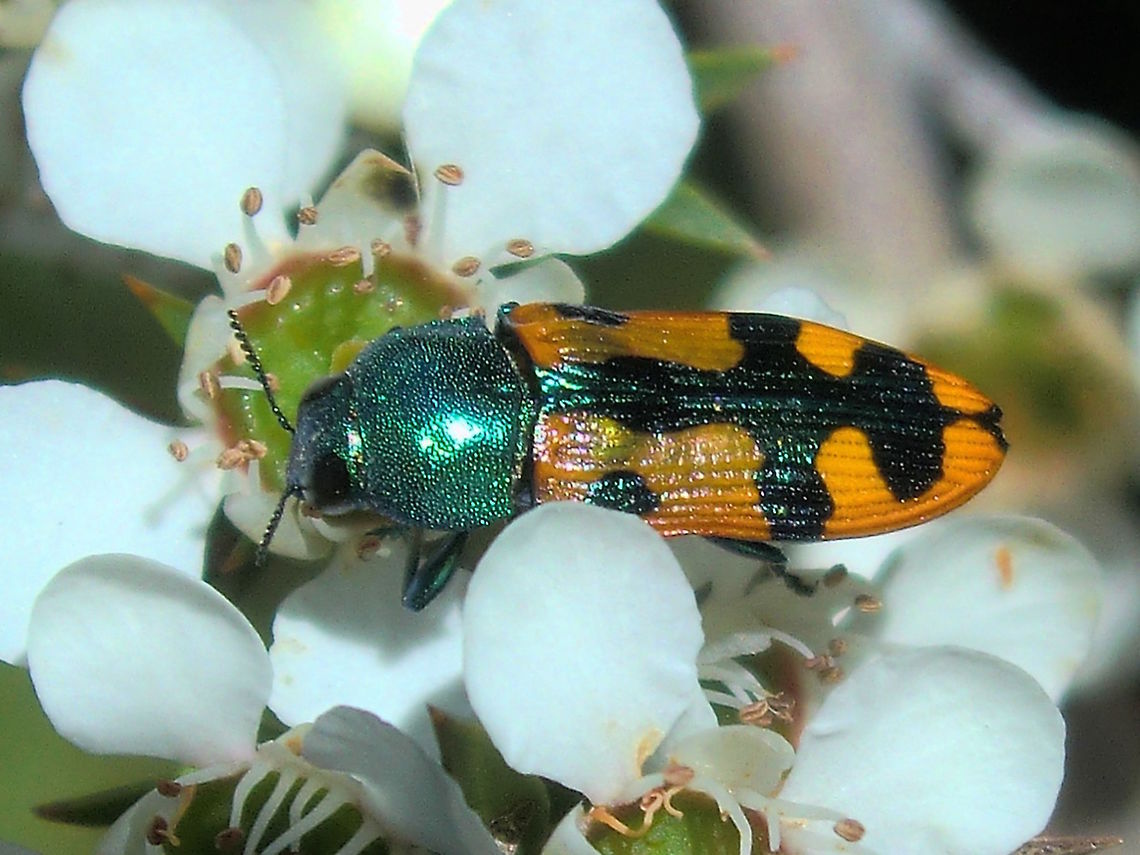 Jewel beetle (Castiarina scalaris) Another nice jewel beetle found on ti-tree flowers. <br />
This one a little bigger than most at about 16mm.<br />
Found on Leptospermum scoparium in a local nature reserve.<br />
 Australia,Buprestidae,Castiarina,Castiarina scalaris,Geotagged,Spring