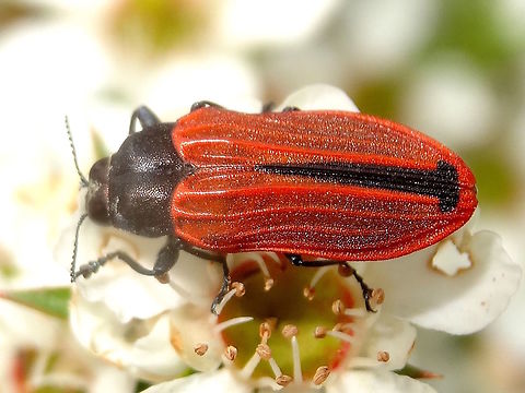 Jewel beetle (Castiarina erythroptera) About 18mm long. Feeding on Leptospermum scoparium flowers.
Found in a local nature reserve.
This one is probably a part of a ring of Batesian mimicry working around a particular Lycid beetle. Australia,Buprestidae,Castiarina erythroptera,Geotagged,Spring