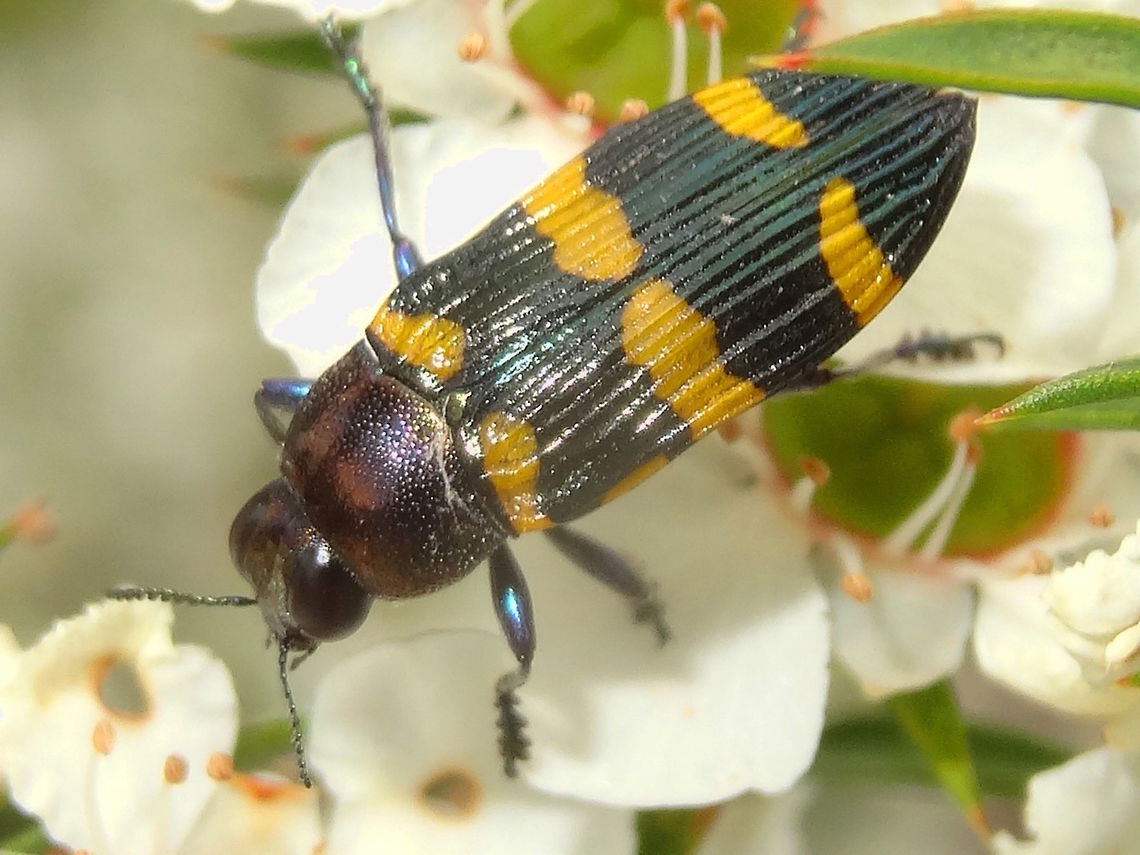 Jewel beetle (Castiarina rectifasciata) About 18mm long. <br />
Feeding on Leptospermum scoparium flowers.<br />
Found in a local national park. Australia,Buprestidae,Castiarina,Castiarina rectifasciata,Geotagged,Spring