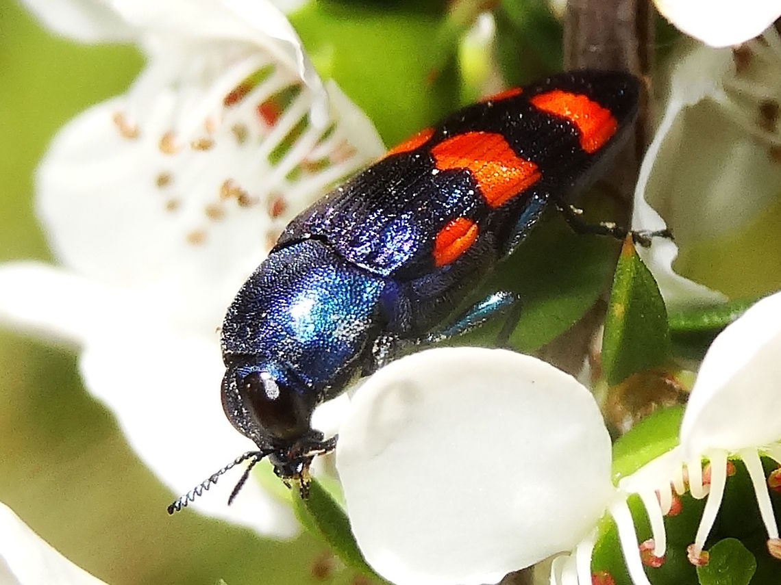 Jewel beetle (Castiarina cruentata) A highly colorful jewel beetle about 15mm long. <br />
Deep metallic blue including ventral parts and legs but with two and a half pairs of deep orange, broken bands over the wing cases.<br />
Found feeding on Leptosperma scoparium in a local nature reserve.<br />
 Australia,Buprestidae,Castiarina,Castiarina cruentata,Geotagged,Spring