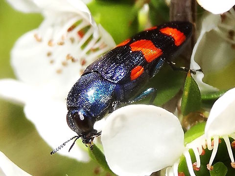 Jewel beetle (Castiarina cruentata) A highly colorful jewel beetle about 15mm long. 
Deep metallic blue including ventral parts and legs but with two and a half pairs of deep orange, broken bands over the wing cases.
Found feeding on Leptosperma scoparium in a local nature reserve.
 Australia,Buprestidae,Castiarina,Castiarina cruentata,Geotagged,Spring