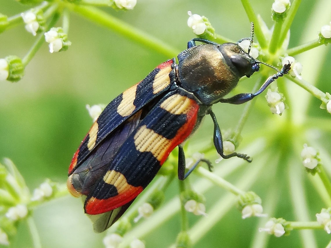 Jewel beetle (Castiarina punctatosulcata) About 14mm long. <br />
Feeding on various flowers including a Daucus-like plant and some large Asteraceae.<br />
Found in a local nature reserve. Australia,Buprestidae,Castiarina,Castiarina punctatosulcata,Geotagged,Spring