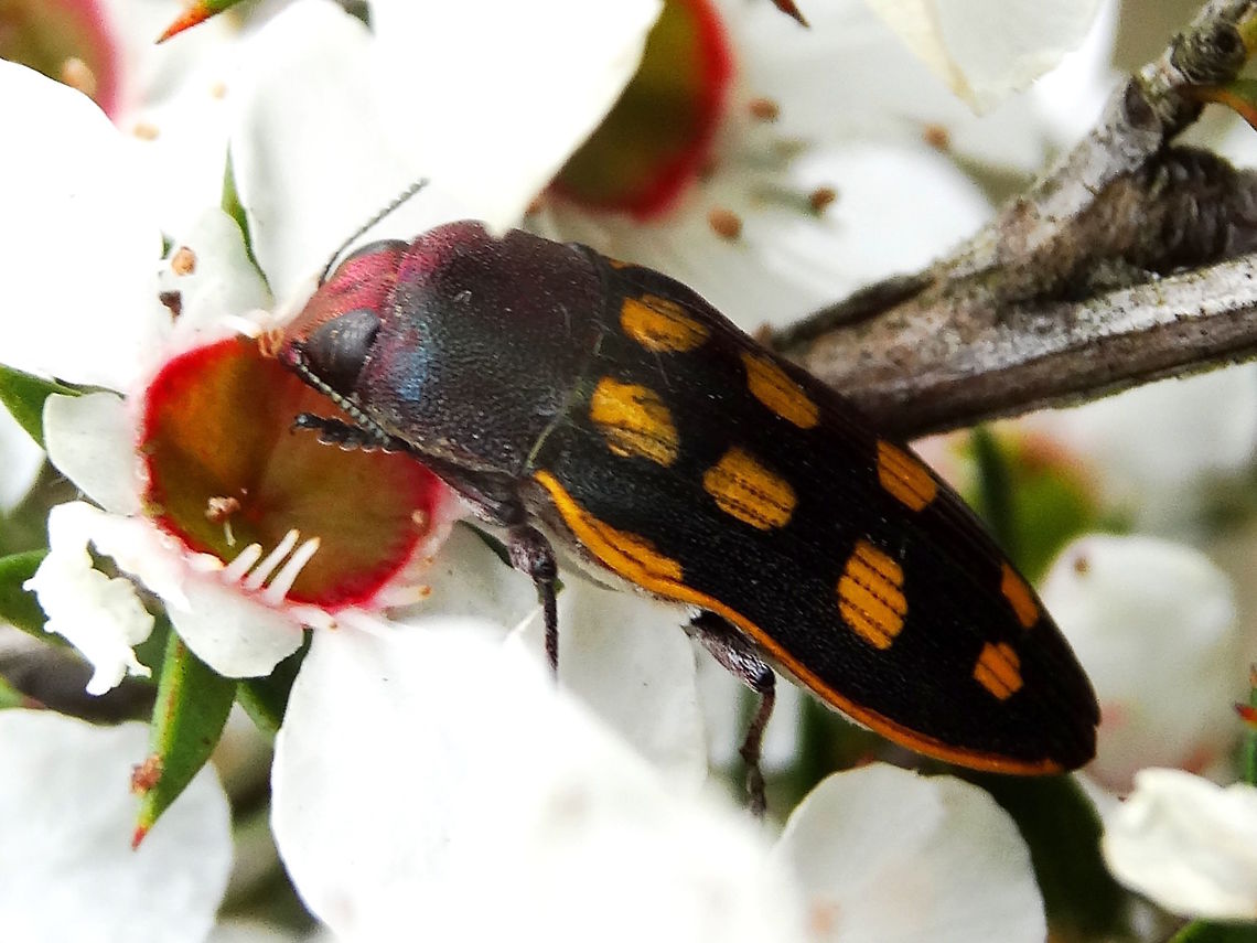 Jewel beetle (Castiarina xanthopilosa) Another great looking jewel beetle with eight yellow patches on a dark chocolate background plus a continuous yellow line right round the elytral margin. Pale to white underneath with long white setae. <br />
About 14mm long.<br />
Feeding on a Leptospermum sp. (to be checked) in a large nature reserve and botanic gardens. Australia,Buprestidae,Castiarina,Castiarina xanthopilosa,Geotagged,Jewel beetle,Spring