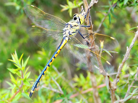 Tau Emarald dragonfly (Hemicordulia tau) A large dragonfly found resting on a tiny eucalyptus plant. 
About 80mm wingspan. Yellow pterostigma.
In a local national park. Churchill NP Australia,ChurchillNP,Geotagged,Hemicordulia tau,Spring,Tau emerald