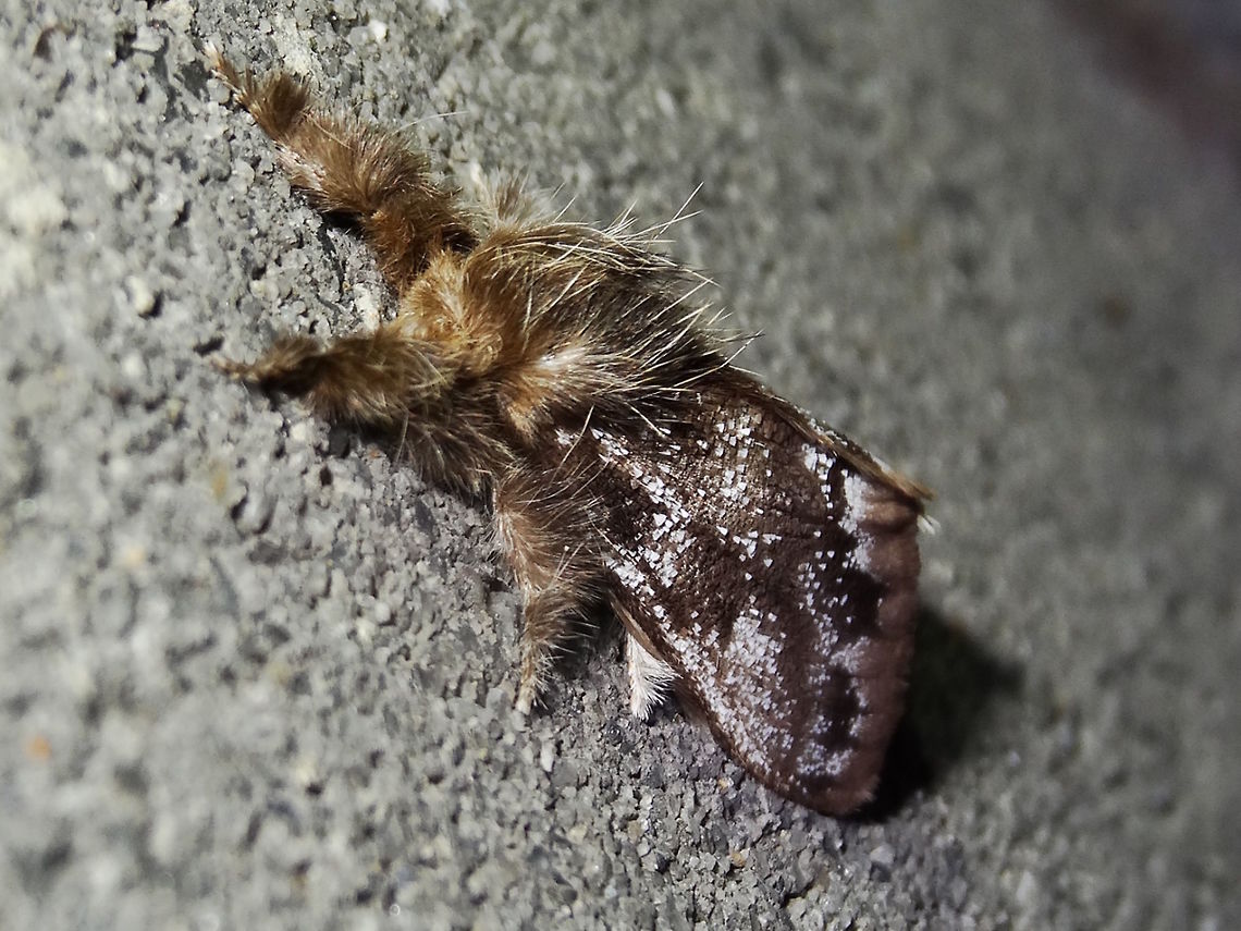 Margined Browntail Moth (Urocoma marginalis) The hair dryer always gives a great hair do. <br />
Attracted to night lights at the local school this super hairy moth had about 40mm wingspan.<br />
Also called Euproctis marginalis. Caterpillars feed nocturnally on gum trees. <br />
Found in the eastern half of Australia including Tasmania.  Australia,Euproctis marginalis,Geotagged,Lymantriidae,Margined Browntail Moth,Spring,Urocoma marginalis