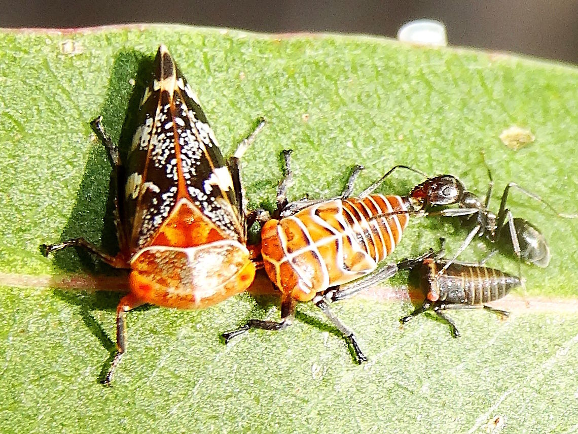 Marmorated eucalyptus leaf hopper (Eurymeloides marmorata) A 'family' of leaf hoppers with attendant ants showing three instars. I believe the largest one is the adult form. <br />
The adults were about 8mm long.<br />
On the stems of a small eucalyptus in a local nature reserve.<br />
Ref <a href="http://www1.dpi.nsw.gov.au/keys/leafhop/species/emarmora.htm" rel="nofollow">http://www1.dpi.nsw.gov.au/keys/leafhop/species/emarmora.htm</a>  Australia,Cicadellidae,Eurymeloides marmorata,Geotagged,Marmorated eucalyptus leaf hopper,Spring