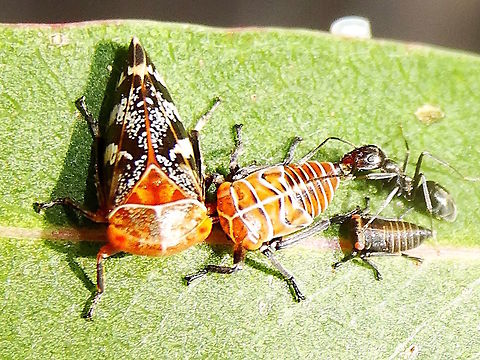 Marmorated eucalyptus leaf hopper (Eurymeloides marmorata) A 'family' of leaf hoppers with attendant ants showing three instars. I believe the largest one is the adult form. 
The adults were about 8mm long.
On the stems of a small eucalyptus in a local nature reserve.
Ref http://www1.dpi.nsw.gov.au/keys/leafhop/species/emarmora.htm  Australia,Cicadellidae,Eurymeloides marmorata,Geotagged,Marmorated eucalyptus leaf hopper,Spring