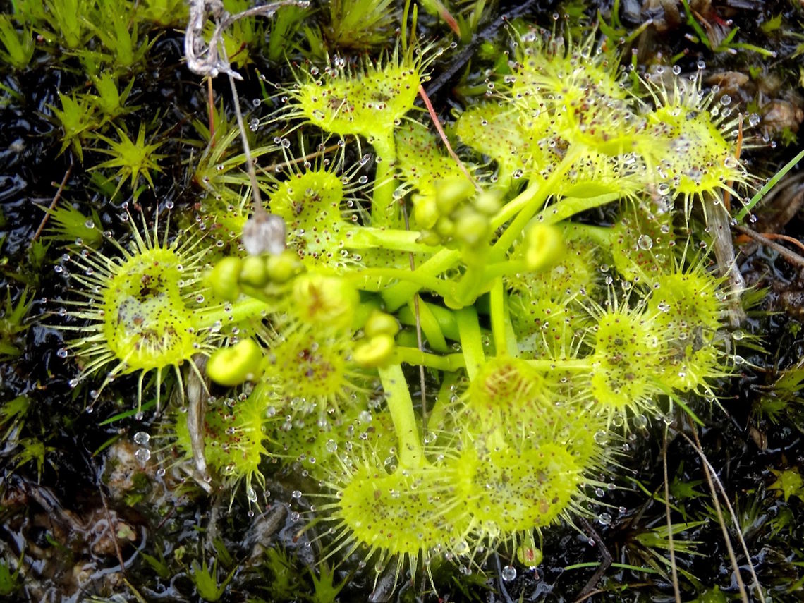 Pimpernel sundew (Drosera glanduligera) About 100 square metres of ground was covered with a mix of mosses and these small carnivorous plants. Each was approximately 60mm wide. Mountainous state park. The ground was very wet and made up of a coarse sandy mix and partially shaded. The trees above were mostly casuarina and cupressidae.<br />
Named for it&#039;s red-orange flowers which appear in August to November. These specimens showed no sign of flower. The traps of this species combines features of both flypaper and snap traps. These plants carry over to the next season by seed. Australia,Carnivorous plant,Drosera glanduligera,Geotagged,Winter