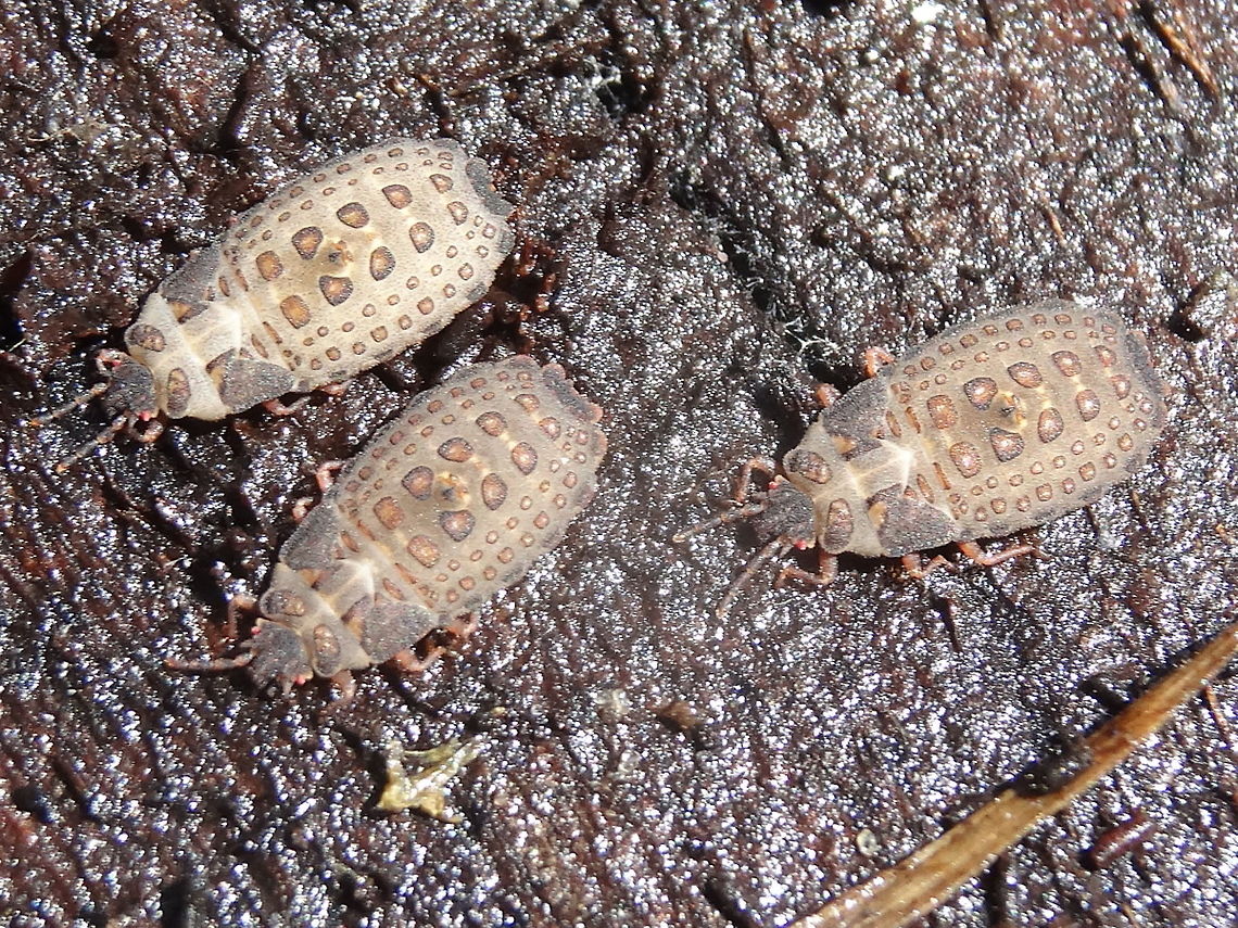 Bark bug nymphs (Neuroctenus grandis) Funky, mechanoid looking bugs about 11mm long. Found under the bark of a fallen black wattle. <br />
In a local nature reserve.<br />
Of the 1,200 Neuroctenus records in Australia only Neuroctenus grandis is found in Victoria. <br />
<br />
http://bie.ala.org.au/species/urn:lsid:biodiversity.org.au:afd.taxon:09f11841-bcb1-4e45-8867-b7791d8fa72a#<br />
 Aradidae,Australia,Bark bug,Geotagged,Hemiptera,Neuroctenus grandis,Winter