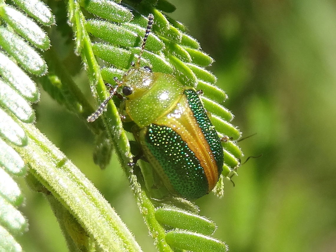 Acacia leaf beetle (Calomela parilis) Beautiful 8mm long leaf beetle found on Acacia mearnsii.<br />
In an outer urban nature reserve with a sparse mix of grasses, small eucalyptus, acacia, kunzea, pomaderris and others.<br />
Easy to confuse with C bartoni and C curtisi Acacia leaf beetle,Australia,Calomela parilis,Chrysomelidae,Geotagged,Leaf beetle,Winter,calomela