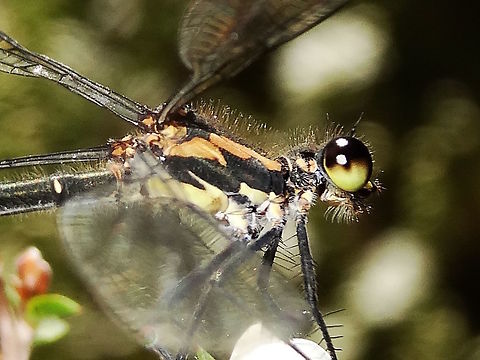 Australian common flatwing (Austroargiolestes icteromelas) This little damselfly really wanted it's picture taken. 
About 45mm long. 
Mostly dark bronze but with cream coloured markings.
 Found in a local nature reserve. Australia,Austroargiolestes icteromelas,Common flatwing,Geotagged,Spring