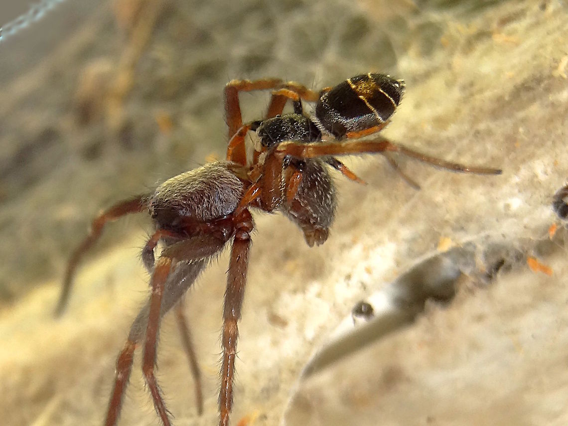 David v Goliath  (Ocrisiona jovialis) I finally discovered what these small (10mm) jumping spiders (with the fancy G string) eat... they pounce onto much bigger spiders. The move was so fast. If it wasn&#039;t accidental then it looks a very sensible choice of bite site as the prey is probably 20 times the mass of the jumper. Once committed I guess they just hang on and hope for the best. The larger spider could not shake it off and finally went still.<br />
( Reminiscent of the weasel on the woodpecker )<br />
Under a pavilion in a local sports/nature reserve.<br />
Old name &#039;Breda jovialis&#039;. but Breda are found in South America.<br />
Yet to ID the prey. <br />
Video next time.<br />
http://bie.ala.org.au/species/Breda+jovialis# Apricia jovialis,Australia,Geotagged,Jovial jumper,Ocrisiona jovialis,Salticidae,Summer