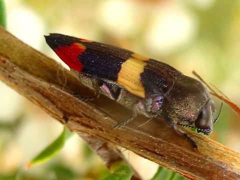 Jewel beetle (Castiarina bella) One of the larger ti-tree jewel beetles at about 18mm long. 
This one was wandering between heavily laden inflorescences. 
Feeding on Leptospermum scoparium.
In a local national park (Churchill NP) Australia,Buprestidae,Castiarina,Castiarina bella,Geotagged,Jewel beetle,Spring
