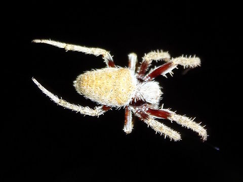 Garden Orbweaving spider (Eriophora biapicata) I walked into a web at night and found it belonged to this quite attractive woolly coated orb spider about 30mm long. After accidentally destroying the main web I realised the spider seemed to have gathered a large part of the web - maybe the stabilimentum to be resorbed ? 
Suburban back yard on canna lily.
Highly variable.  Australia,Eriophora biapicata,Garden Orbweaving Spider,Geotagged,Summer