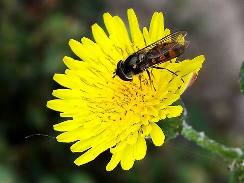 Common hoverfly (Melangyna viridiceps) Found exploring some early Asteraceae in the neighbour's back yard. Proof of Spring. 
About 12mm long. Australia,Geotagged,Melangyna viridiceps,Spring