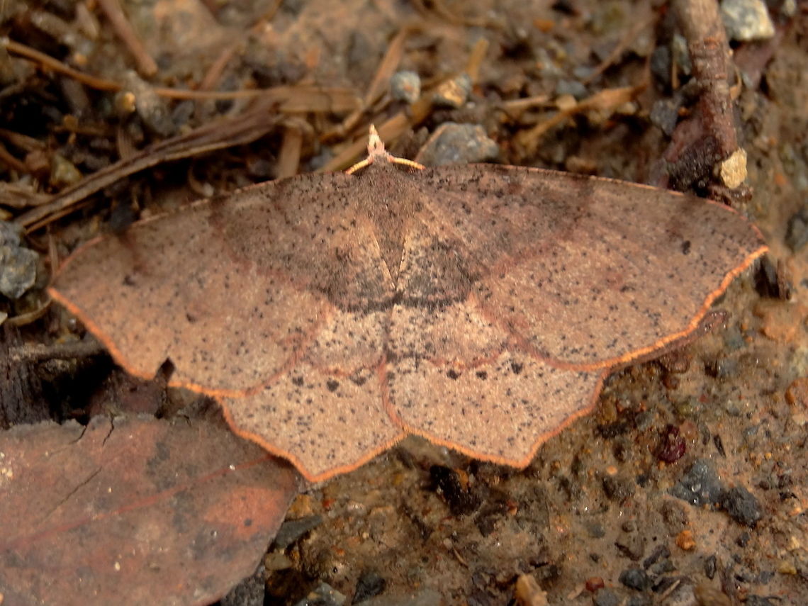 Small leaf mimic ♂ (Rhinodia rostraria) A fragile smallish moth with interesting wing shape. <br />
Possibly a leaf mimic? About 35mm wing span.<br />
Found in a local nature reserve adjoining a national park.<br />
subfamily: Ennominae <br />
tribe: Caberini <br />
Synonym - Stegania allogata R.Felder &amp; Rogenhofer, 1875 Australia,Fall,Geotagged,Rhinodia rostraria