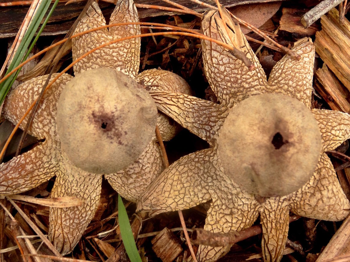 Hygroscopic earthstars (Astraeus hygrometricus) Crackled rays on a pair of plain earth-stars. Each was about 70mm across with rays open.<br />
Found under a stand of very old (introduced) Pinus radiata in a thick bed of pine needles. <br />
These are not related to the &#039;true&#039; earthstars (Geastrum) Hygroscopic because it can respond to humidity by opening and closing it&#039;s rays. Astraeus hygrometricus,Australia,Geotagged,Winter