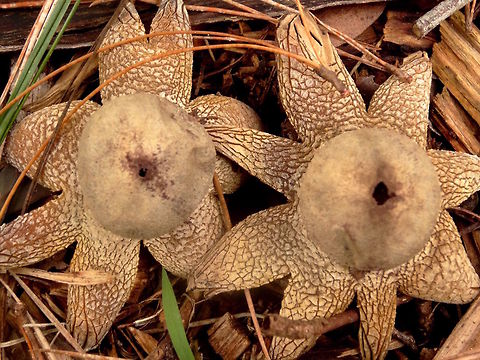 Hygroscopic earthstars (Astraeus hygrometricus) Crackled rays on a pair of plain earth-stars. Each was about 70mm across with rays open.
Found under a stand of very old (introduced) Pinus radiata in a thick bed of pine needles. 
These are not related to the 'true' earthstars (Geastrum) Hygroscopic because it can respond to humidity by opening and closing it's rays. Astraeus hygrometricus,Australia,Geotagged,Winter