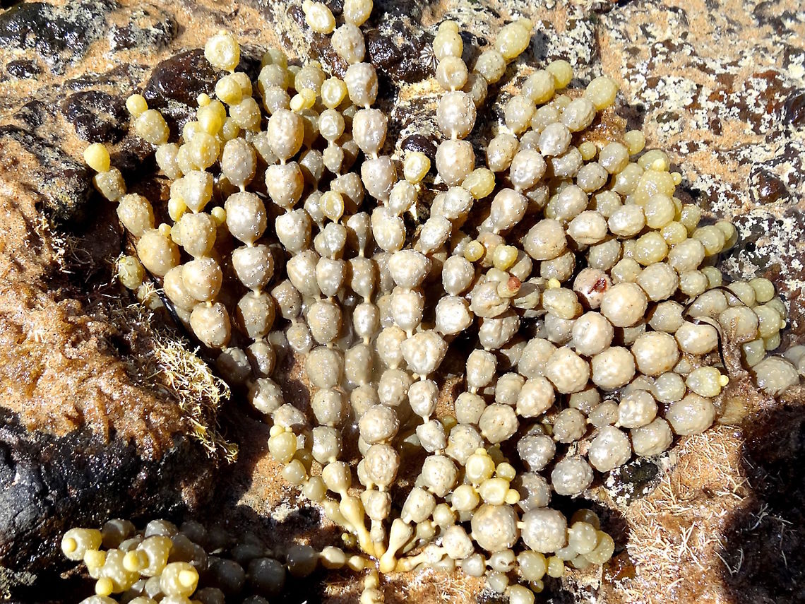 Neptunes necklace (Hormosira banksii) Greenish brown-algae made of strings of hollow, water-filled, round beads on a short stalk. Each bead has a smooth surface except for an even array of tiny tubercules (containing reproductive cells) and is about 12-15mm diameter. The strings might be up to 200mm long and many strings many grow from a single base.<br />
These were growing in a small nature reserve.<br />
Also called sea grapes... they sure are fun to tread on when found washed up on the beach.  Australia,Geotagged,Hormosira banksii,Hormosira banksii/Neptunes Necklace,Spring