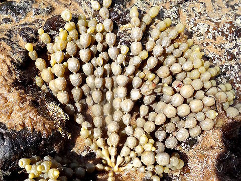 Neptunes necklace (Hormosira banksii) Greenish brown-algae made of strings of hollow, water-filled, round beads on a short stalk. Each bead has a smooth surface except for an even array of tiny tubercules (containing reproductive cells) and is about 12-15mm diameter. The strings might be up to 200mm long and many strings many grow from a single base.
These were growing in a small nature reserve.
Also called sea grapes... they sure are fun to tread on when found washed up on the beach.  Australia,Geotagged,Hormosira banksii,Hormosira banksii/Neptunes Necklace,Spring
