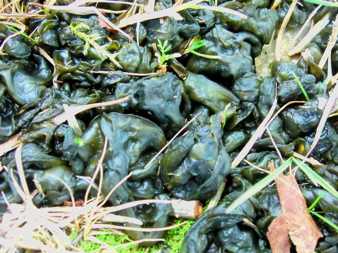 Terrestrial Cyanobacteria (Nostoc commune) This strange patch of very dark green jelly-like shapes reminded me of the fungus Tremella. <br />
The shapes were approximately the same size.Embedded in a suburban lawn in soil very poor in nutrients. The area was covered in many other mosses, lichens and tiny fungi.<br />
It was a pleasant surprise to find this is not a fungus at all but something entirely different. <br />
Common names include star jelly, witch&#039;s butter, mare&#039;s eggs, fah-tsai and facai.  Australia,Cyanobacteria,Fall,Geotagged,Nostoc commune