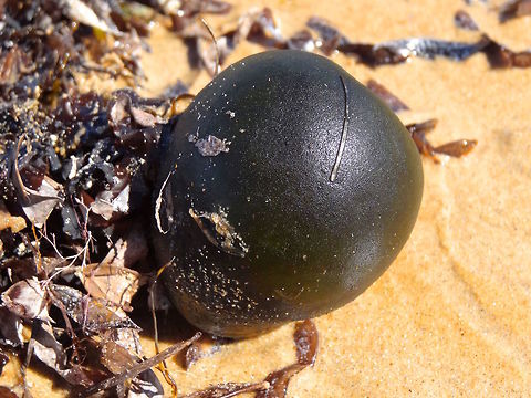 Single cell algal seaball (Codium pomoides) On a broad sandy beach facing the Southern ocean this very firm, moist, velvety dark green ball was washed up with other ocean detritus. I have seen them before but never thought much about them. It was a bit larger than a golf ball, very slightly translucent, dense like it was full of water.
Apparently they can be up to 120mm diam. which is impressive for a single celled organism which can repair itself if damaged. 
It appears fluffy underwater and feels velvety out of water due to hundreds of tiny hair-like filaments on its surface. Australia,Ball seaweed,Codium pomoides,Geotagged,Summer