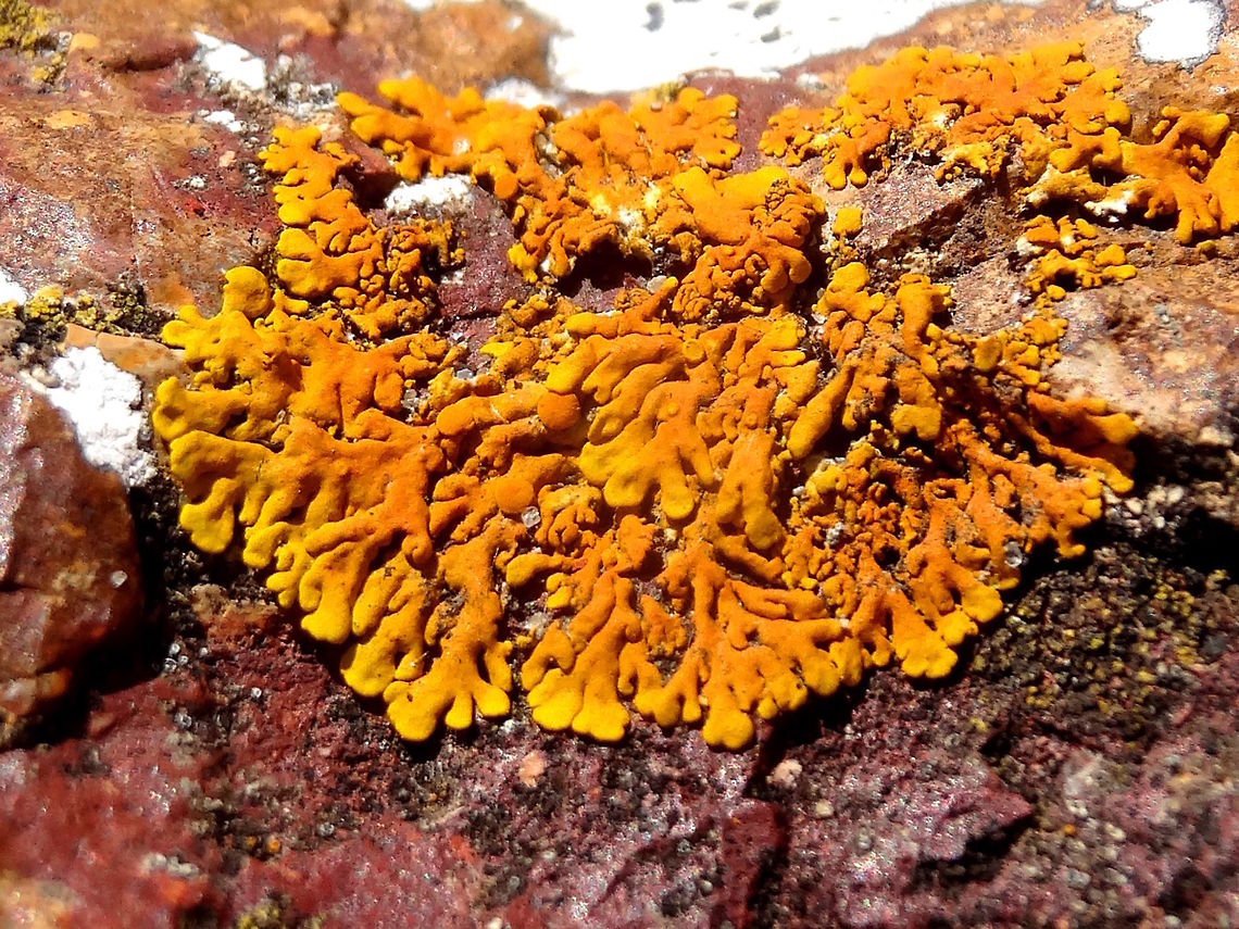 Yellow-orange beach lichen (Caloplaca spp.) This little patch of lichen was on rocks just above the high tide mark. It would have been getting sun all day and in spite of it's soft fluid appearance it was really quite tough. It was surrounded by another lichen that looked like splattered white paint and was so tough I couldn't scratch it off at all even using other very hard rocks. <br />
About 50mm across.<br />
In a small nature reserve at the beach.<br />
<br />
Possibly Caloplaca thallincola  Australia,Caloplaca spp.,Geotagged,Spring,lichen