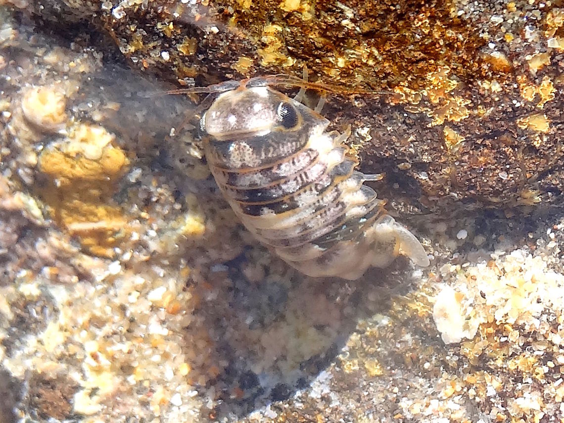 Marine Pill Bug (Haswellia emarginata) This small isopod was found zooming around in a rock pool at low tide. It is facing up in about 100mm of water.<br />
Estimated at 9mm long. <br />
This one is mottled white and grey but others were different colours.. pink, pale green, brown, grey.<br />
Intertidal zone with a mixture of rock shelves and sand. <br />
Sheltered from but influenced by southern ocean. <br />
At 9mm this is one of the larger types around the coast. Most other species are about 1-3mm long <br />
order: ISOPODA <br />
family: SPHAEROMATIDAE  Australia,Geotagged,Haswellia emarginata,Isopod,Marine Pill Bug,Spring