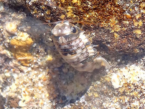 Marine Pill Bug (Haswellia emarginata) This small isopod was found zooming around in a rock pool at low tide. It is facing up in about 100mm of water.
Estimated at 9mm long. 
This one is mottled white and grey but others were different colours.. pink, pale green, brown, grey.
Intertidal zone with a mixture of rock shelves and sand. 
Sheltered from but influenced by southern ocean. 
At 9mm this is one of the larger types around the coast. Most other species are about 1-3mm long 
order: ISOPODA 
family: SPHAEROMATIDAE  Australia,Geotagged,Haswellia emarginata,Isopod,Marine Pill Bug,Spring