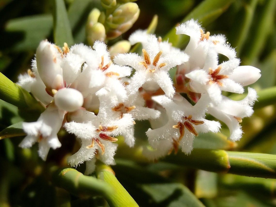 Pink bearded heath (Leucopogon ericoides) Small white clustered flowers with white, feathery petals in flared tubular shape. <br />
Plant was about 0.5 metres tall. <br />
Thick, tough pointy leaves thin stems.<br />
These were right on the edge of the beach growing in almost pure sand with a solid stand of coastal ti-tree (Leptospermum laevigatum) surrounding it. <br />
In a newly created nature reserve.<br />
 Australia,Geotagged,Leucopogon ericoides,Pink Beard-heath,Spring