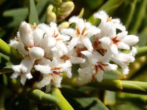 Pink bearded heath (Leucopogon ericoides) Small white clustered flowers with white, feathery petals in flared tubular shape. 
Plant was about 0.5 metres tall. 
Thick, tough pointy leaves thin stems.
These were right on the edge of the beach growing in almost pure sand with a solid stand of coastal ti-tree (Leptospermum laevigatum) surrounding it. 
In a newly created nature reserve.
 Australia,Geotagged,Leucopogon ericoides,Pink Beard-heath,Spring