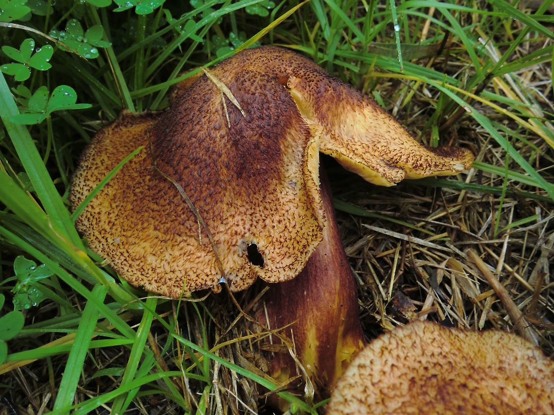 Plums and Custard (Tricholomopsis rutilans) A spectacular large thick stemmed yellow to gold mushroom all layered with red to dark red fibrils in various densities. <br />
About 270mm wide at the top, 190mm tall. <br />
Gills dense and a deep golden colour. Furry to the touch.<br />
Found on a highway division densely planted with Australian native trees and shrubs but also containing many weedy Pinus radiata.<br />
An introduced species in this country. Usually associated with pine overseas. Australia,Geotagged,Plums and Custard,Tricholomopsis rutilans,Winter
