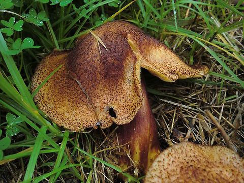 Plums and Custard (Tricholomopsis rutilans) A spectacular large thick stemmed yellow to gold mushroom all layered with red to dark red fibrils in various densities. 
About 270mm wide at the top, 190mm tall. 
Gills dense and a deep golden colour. Furry to the touch.
Found on a highway division densely planted with Australian native trees and shrubs but also containing many weedy Pinus radiata.
An introduced species in this country. Usually associated with pine overseas. Australia,Geotagged,Plums and Custard,Tricholomopsis rutilans,Winter