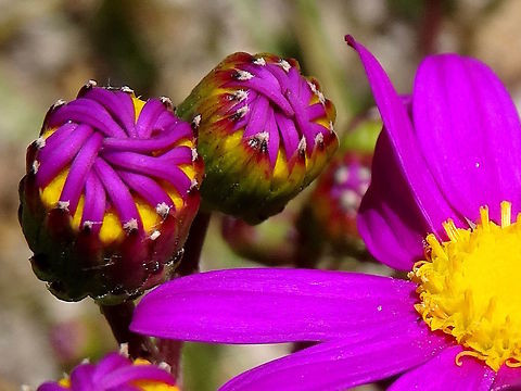 Purple ragwort (Senecio elegans) Found in a nature reserve just back from the beach. A 'weedy' looking plant about 40cm high with some bifurcated stems and several flowers around the top. Leaves were few and deeply divided or lobed.Native of South Africa and now growing wild in Australia and New Zealand. Australia,Geotagged,Senecio elegans,Spring