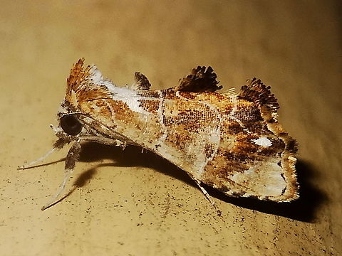 Arrade leucocosmalis