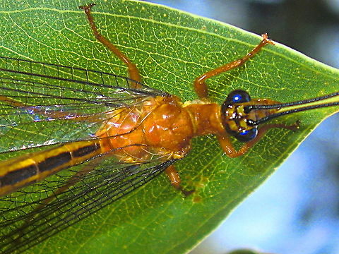 Blue Eyes Lacewing (Nymphes myrmeleonoides) Blue Eyes is one of the largest lacewings known with a wingspan of 110mm and large dark blue eyes. 
Wings are transparent with white pterostigma and the body is narrow but broader near the tail. 
Antennae are black with orange tips.
Resting under a eucalyptus leaf in a local nature reserve.
Range includes SEQ, NSW and Vic. Australia,Blue eyes,Geotagged,Neuroptera,Nymphes myrmeleonides,Summer