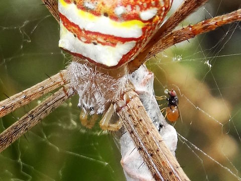 St Andrew's Cross Spider (Argiope keyserlingi) Argiope keyserlingi is used to having kleptoparasites (Milichiidae) around but this fly is really pushing it's luck !!
Are Milichiidae known to bubble or could this be something else going on ?
Found among Gahnia grasses in a local nature reserve. Kings Park. Argiope keyserlingi,Australia,Geotagged,Summer