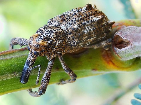 Elephant weevil (Orthorhinus cylindrirostris) A large and lumpy weevil which has had it's long nose in an ink well. 
About 25mm body length.
Clinging on to a small acacia stem in a local nature reserve.
A pest to the wine industry as it feeds on grape vines it obviously got it's name from the lengthy rostrum.
Also note tubercular pattern on elytra and tufts back of head. 
http://www.padil.gov.au/pests-and-diseases/pest/main/135869/5605 Australia,Elephant Weevil,Geotagged,Orthorhinus cylindrirostris,Spring