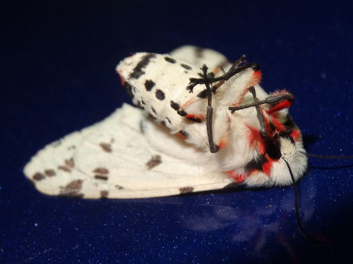 Light Ermine Moth (Ardices canescens) Not really dead at all :) <br />
These clean looking moths make it simple to get underneath shots by remaining completely still for up to a minute if upturned. <br />
About 40mm long, mostly white with many dark spots and a striking flash of vermilion around the thorax.<br />
Attracted to powerful night lights above a car at a national park.<br />
One of the few species I have found whose larvae can feed on Tradescantia which has become a noxious weed around here. <br />
Useful insect. <br />
Formerly included in Spilosoma, but later generic status of Ardices was proved. The larvae are polyphagous  Ardices canescens,Australia,Geotagged,Spring