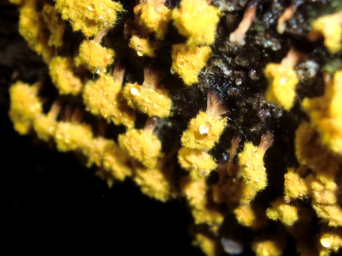 Ropey slime mold (Trichia verrucosa) This slime mold has developed miniature, upside down ropey &#039;trees&#039; each about 3mm tall with a clump of yellow fuzz for the &#039;leaves&#039;. Previously the yellow fuzzy parts were contained in a plasticky, smooth, tan coloured capsule which popped it&#039;s top off for the fuzz to puff out. Some of the old caps can be seen<br />
Found underneath a large wet eucalyptus log on the sunless but breezy side. Australia,Geotagged,Trichia verrucosa,Winter