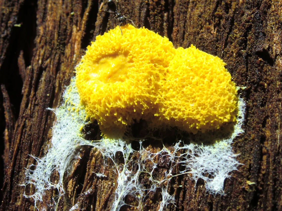 Scrambled egg slime mold - (Fuligo septica) Perfectly cooked but not very well scrambled.<br />
On the south side of a huge eucalyptus regnans; very tall, dense eucalyptus forest.<br />
About 60mm across;<br />
This species is the largest spore producing structure of any slime mold.  Australia,Fuligo septica,Geotagged,Summer