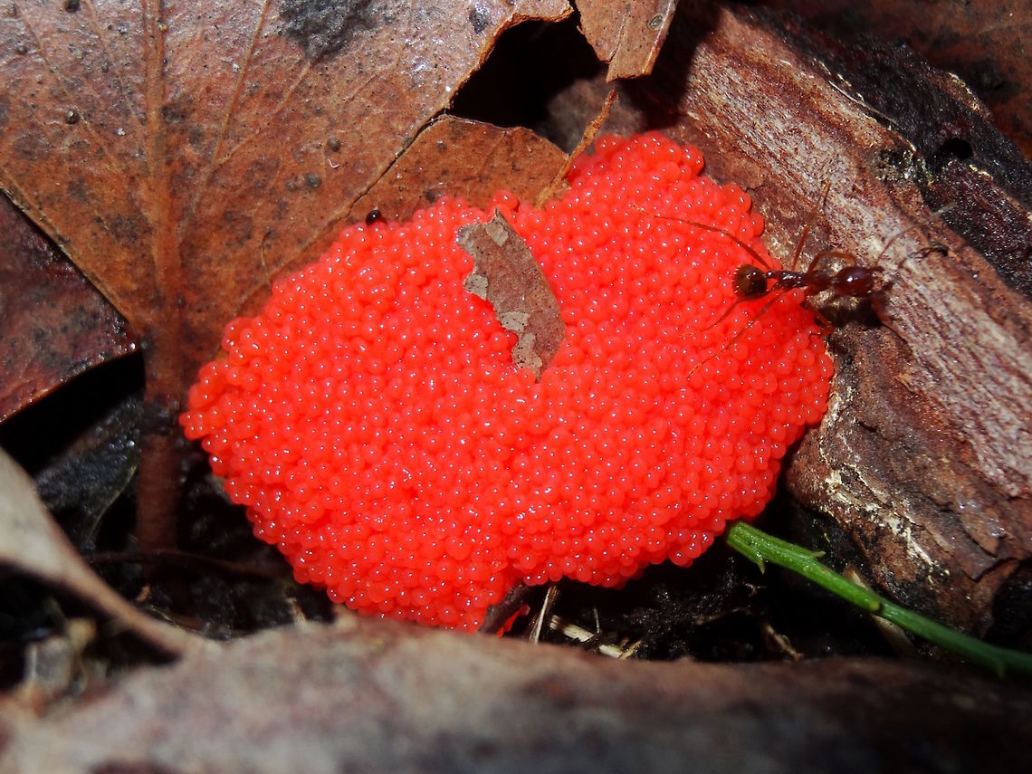 Red raspberry slime (Tubifera ferruginosa) On a dull day in a damp forest this little patch really stood out. <br />
Patch about 50mm wide. <br />
Looks like dayglo caviar. <br />
In leaf and twig litter in a local nature reserve. Australia,Fall,Geotagged,Red raspberry slime,Tubifera ferruginosa