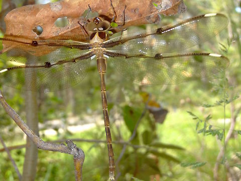 Southern Evening Darner (Telephlebia brevicauda) Quite a large dragonfly with distinctive markings through the wings. 
Head, thorax and abdomen have brown and caramel colours.
Resting on a dried leaf near ground level in a local nature reserve.
 Australia,Geotagged,Southern Evening Darner,Spring,Telephlebia brevicauda
