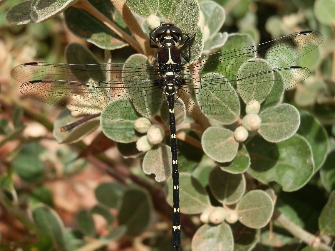 Southern Tigertail (Eusynthemis guttata) A handsome, glossy black dragonfly with clean white trim and tints of very dark red high on the thorax. <br />
Pterostigma black.<br />
Resting on a Correa sp. in a local nature reserve.<br />
About 70mm wingspan. Australia,Eusynthemis guttata,Geotagged,Southern Tigertail,Summer