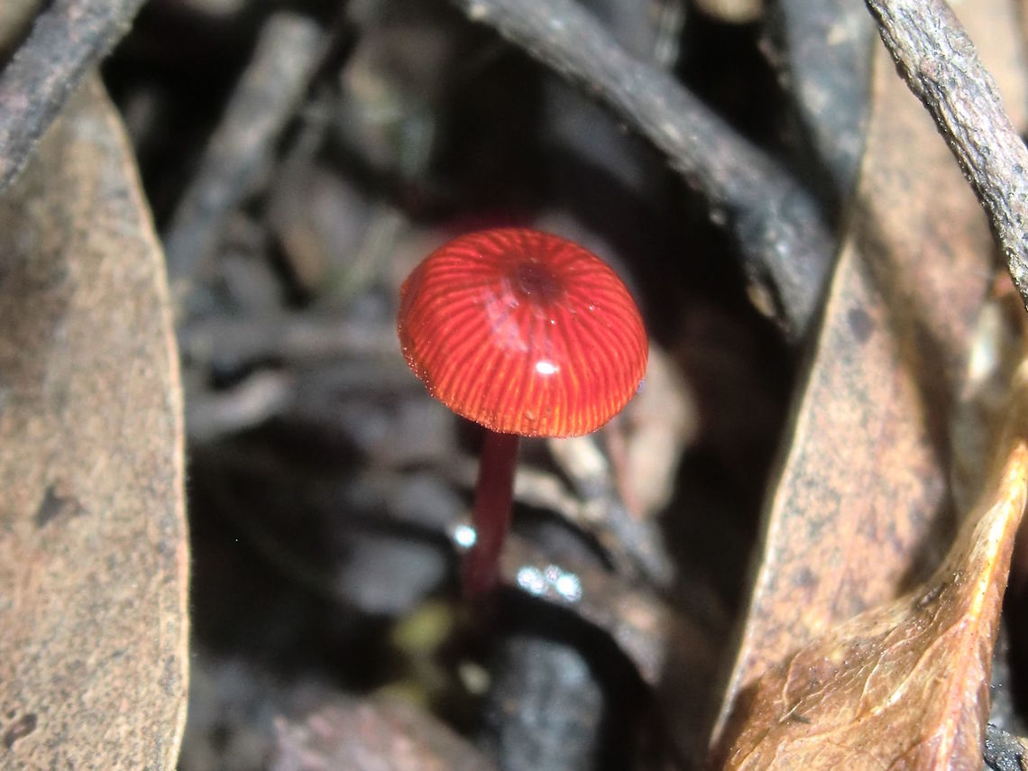 Ruby bonnets (Mycena viscidocruenta) These tiny Mycena are fairly common in leaf and twig litter soon after rains. <br />
They don't stay viscid for long but they're beautiful while it lasts.<br />
This one is about 6mm across the cap and about 20mm tall.<br />
Found in a local nature reserve under small eucalyptus.<br />
(Gills are uncrowded, white to pink, slightly decurrent) Australia,Fall,Geotagged,Mycena viscidocruenta,Ruby bonnet