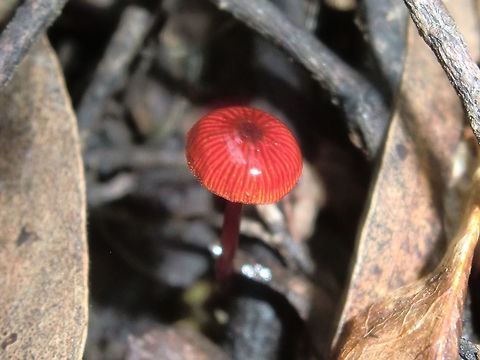 Ruby bonnets (Mycena viscidocruenta) These tiny Mycena are fairly common in leaf and twig litter soon after rains. 
They don't stay viscid for long but they're beautiful while it lasts.
This one is about 6mm across the cap and about 20mm tall.
Found in a local nature reserve under small eucalyptus.
(Gills are uncrowded, white to pink, slightly decurrent) Australia,Fall,Geotagged,Mycena viscidocruenta,Ruby bonnet