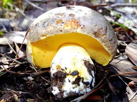 Lemon pored bolete (?) When my dog knocked over this very plain looking mushroom (from above) I was quite suprised to see this bright yellow pore surface. 
Not found before and still searching for an ID. Might stay unnamed. 
Pileus was about 80mm across, tan to olive brown, slightly viscid, high domed.
Stipe much thicker near the base; slightly fibrous; white; opaque. Australia,Boletus,Fall,Geotagged